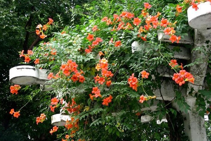 凌霄花是树吗 凌霄花是树吗