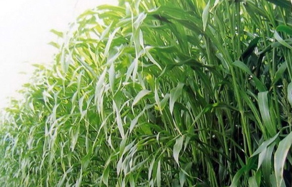 1628580443893758.jpg image.jpg