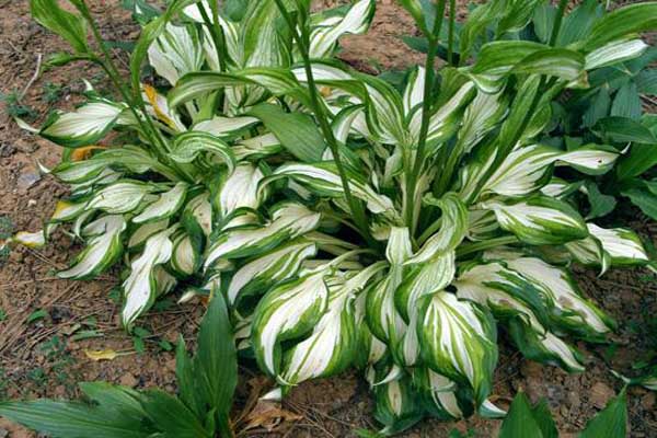 1647131923817728.jpeg 东北玉簪花1.jpeg