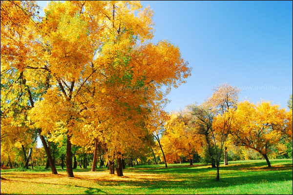 枫树.jpg 枫树.jpg