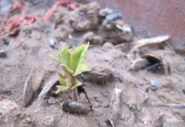 1632119383271791.jpg 1632119383271791.jpg