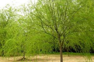 河道护坡种什么树好？