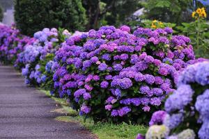 绣球适合什么季节栽种？