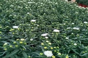 [丹麦翠菊]丹麦翠菊营养钵苗_批发报价_图片