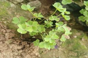 [红花酢浆草]红花酢浆草营养钵苗_批发报价_图片