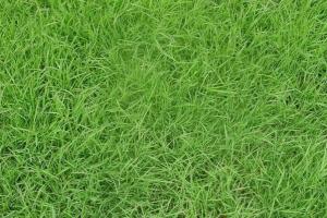7月份有百慕大草皮吗