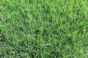 百慕大草坪的种植与养护