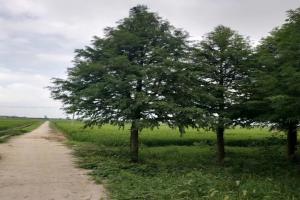 落羽杉图片_批发价格_种植技巧