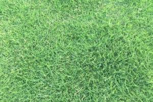 百慕大草籽播种需要浸泡吗？