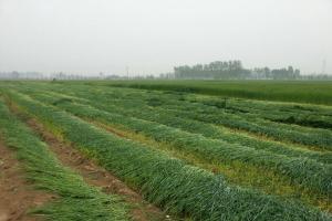 冬70黑麦草种植方法