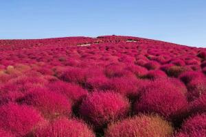 地肤种子图片_批发价格_种植方法