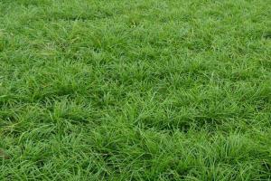 麦冬草每平方米种几斤？