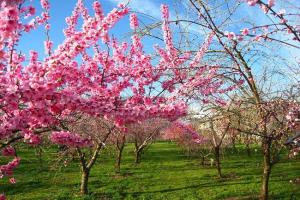 桃树六月份可以移栽吗？