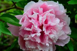 广东能种牡丹花吗