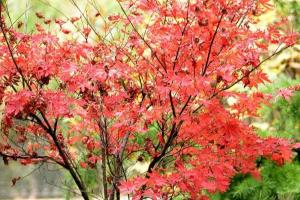 红枫什么季节栽植最好？