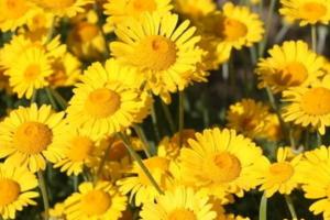 宿根花卉是什么意思？