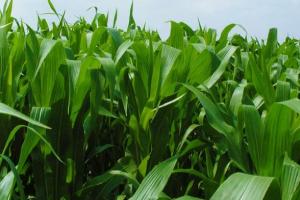 最适合喂鸡的牧草