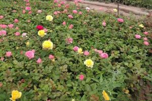 打造花墙用藤本月季好还是蔷薇好？