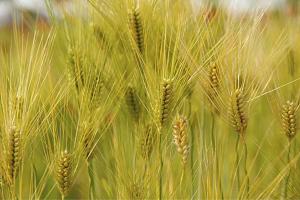 大麦催芽要浸种多久?