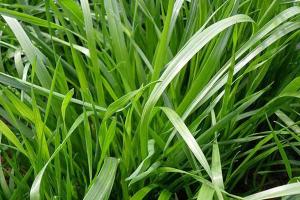 一斤黑麦草种子能种多少平方？