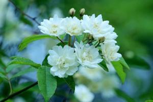 广东地区可以种木香花？