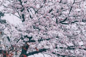 3到5月都有哪些花开
