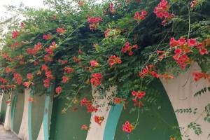 凌霄花为什么叫堕胎花？