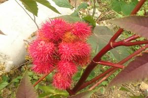 红色蓖麻的药用价值和功效