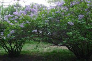 丁香花哪个品种最香