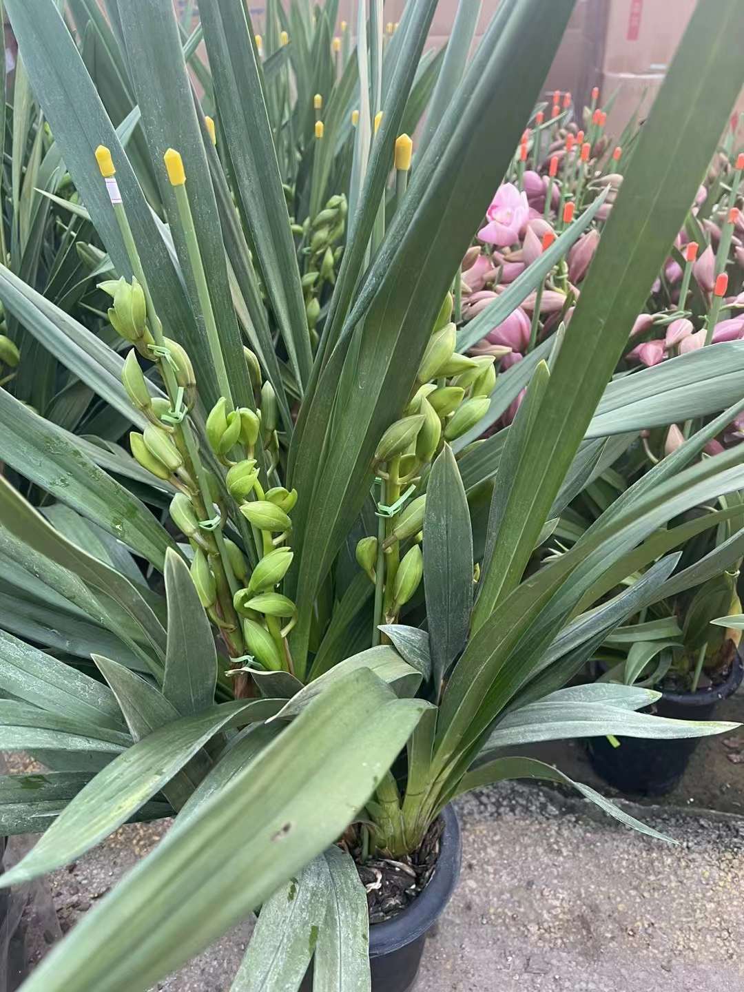 大花蕙兰