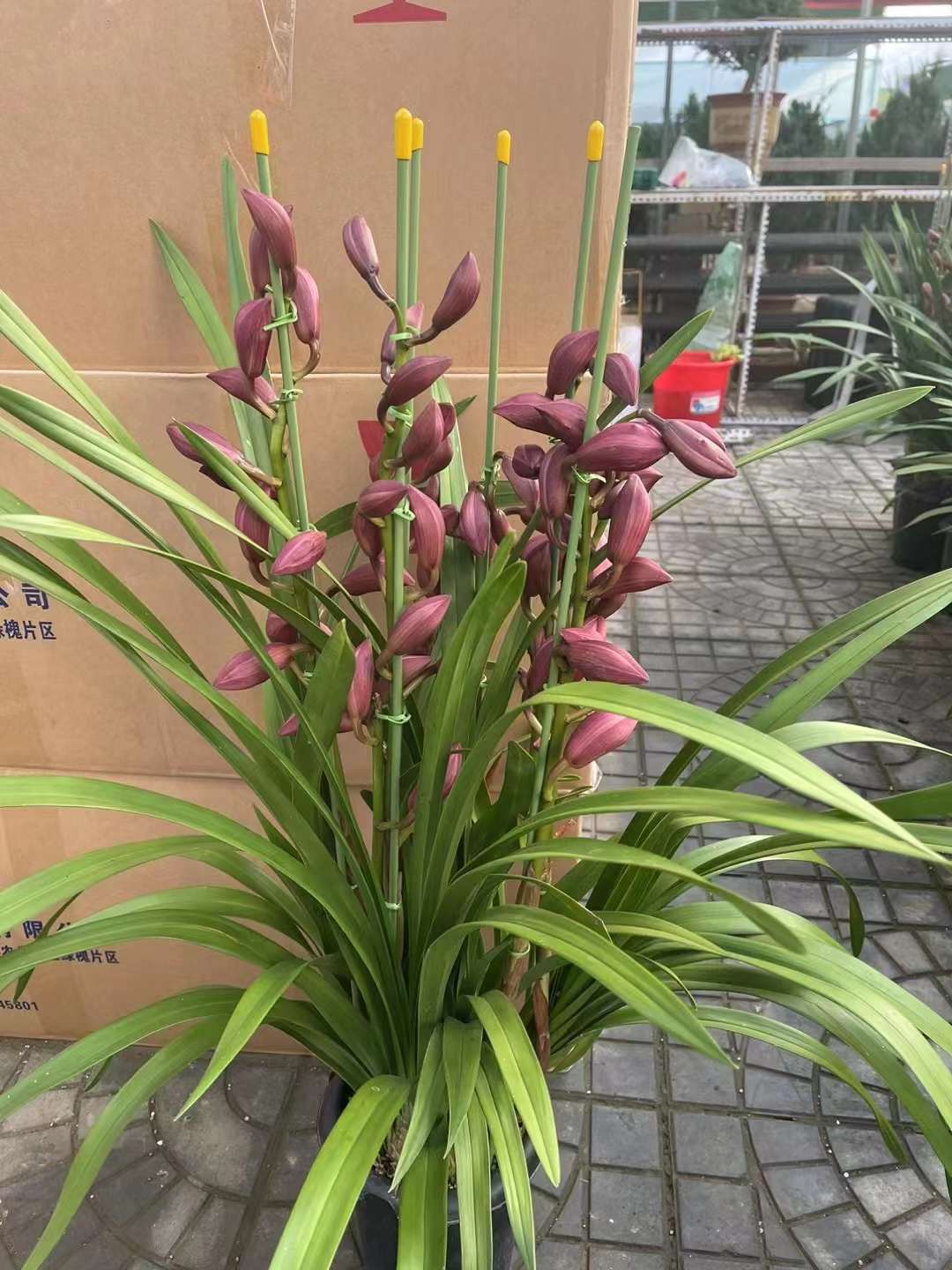 大花蕙兰