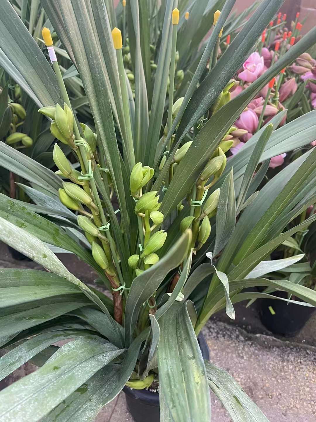 大花蕙兰