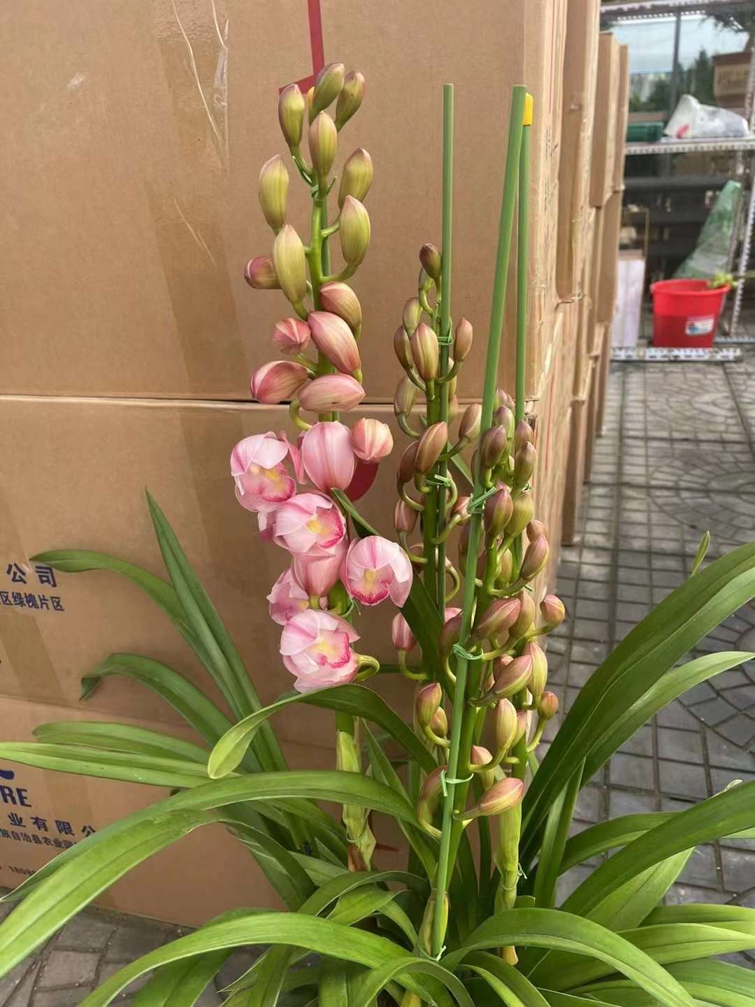 大花蕙兰