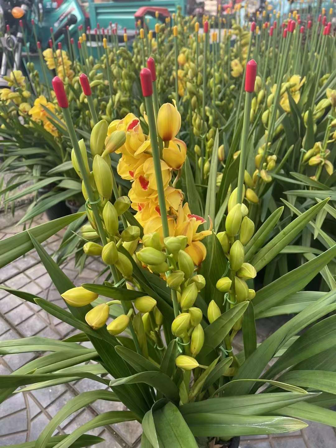 大花蕙兰