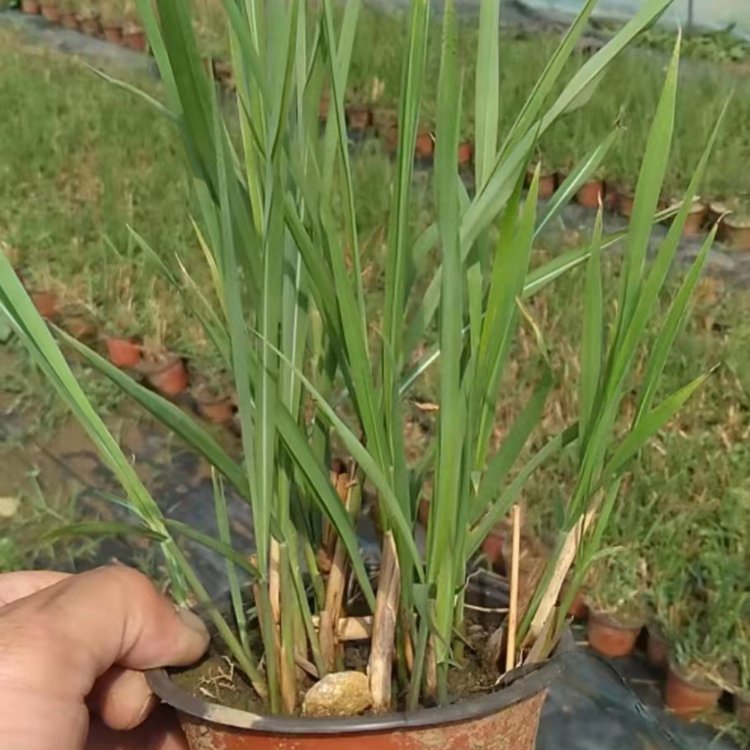 失羽芒