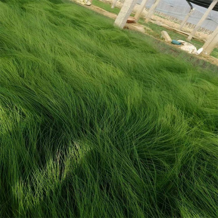 细叶针芒