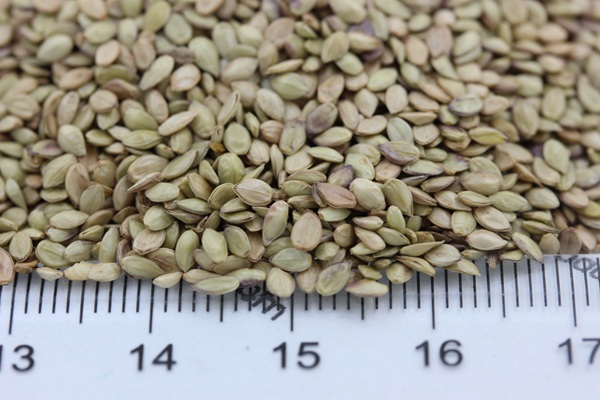 1680937872369192.jpg 百喜草 (4).JPG