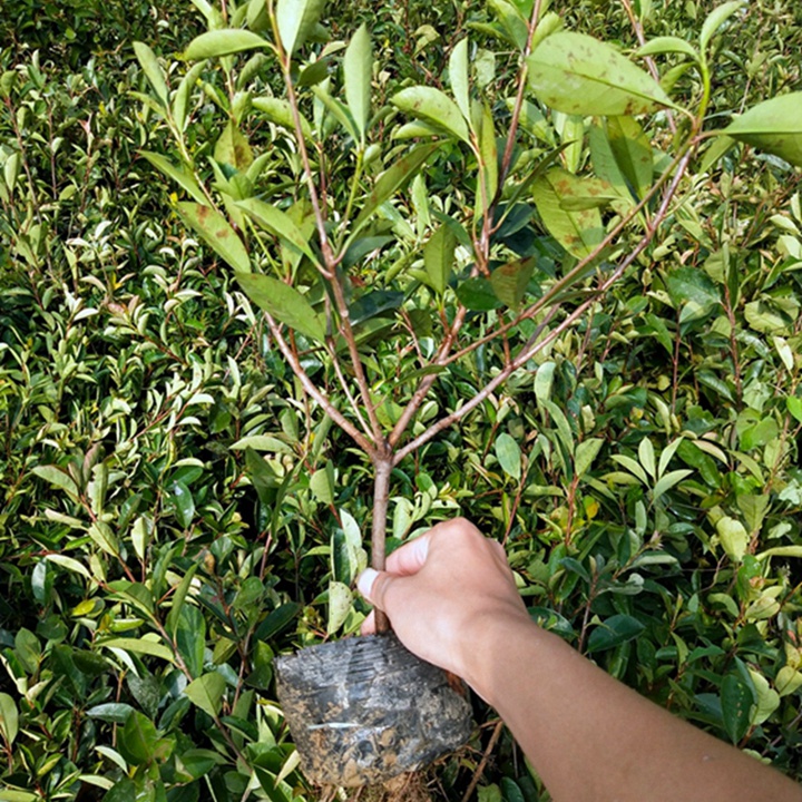 hongysn008.jpg