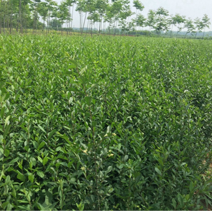 xiaoynz001.jpg