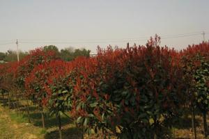 红叶石楠球60厘米球冠价格