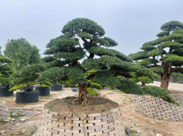 罗汉松1.jpg