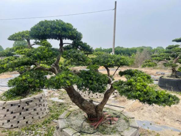 罗汉松5.jpg