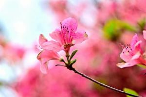 杜鹃哪个品种的花最漂亮