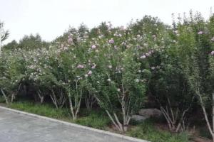 木槿花为什么叫断头花