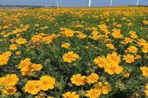 2023年大花金鸡菊报价
