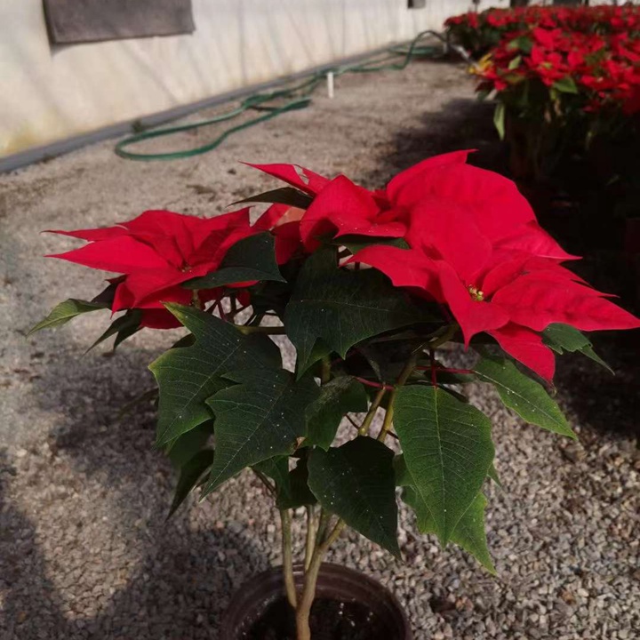 1687698389230141.jpg 6c36453cb3ff0eae1ca7d281f2b8497a_1680307183430056.jpg