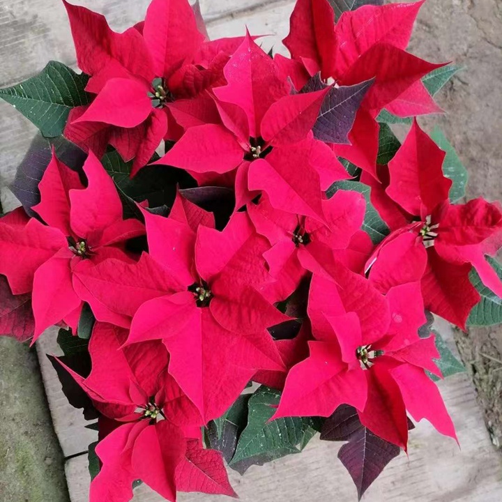 1687698482390542.jpg 157bfa15c89a45c358fdf72263f80efc_1680307184360655.jpg