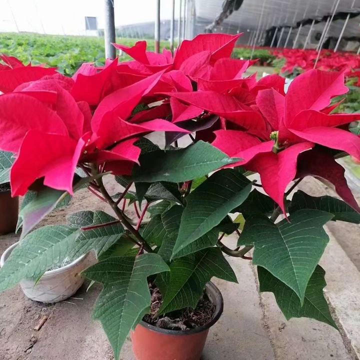 1687698525771123.jpg ebd666b19689d66c2af098569ac4ec70_1680307184814731.jpg