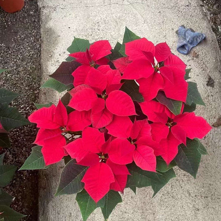 1687698531834129.jpg e492752aaf120d05af308ff0f65f042b_1680307184668933.jpg