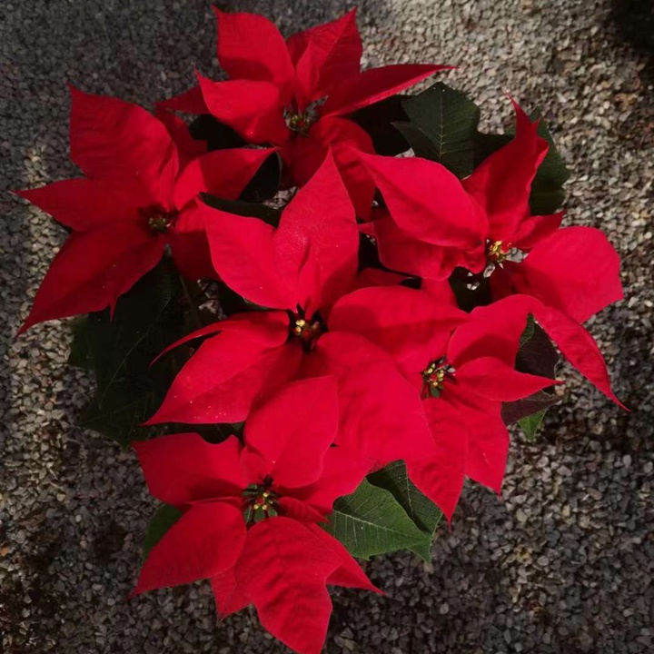 1687698542586213.jpg a07ebde0057b4345ad30697549e5a48e_1680307183781456.jpg